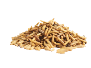 Dried Larvae
