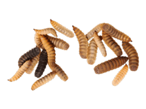 Live Larvae