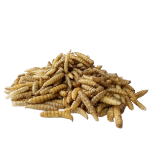 Dried Larvae [COMING SOON]