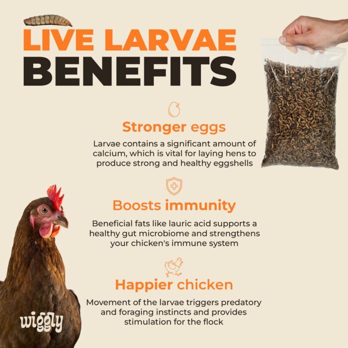 Live Larvae - Image 2