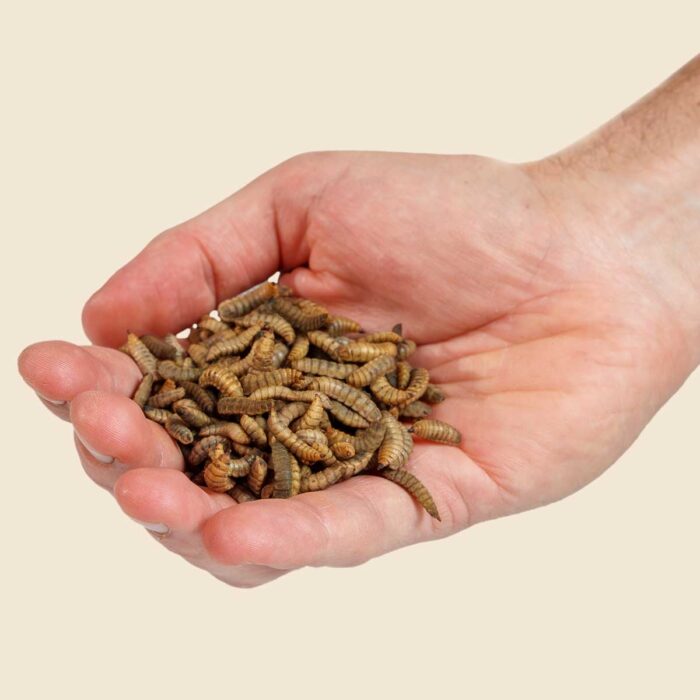Live Larvae - Image 7