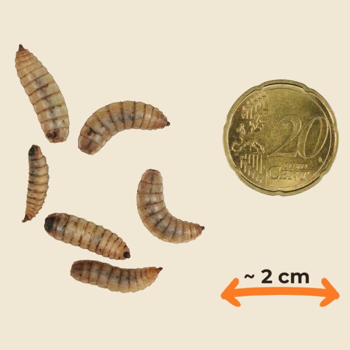 Live Larvae - Image 8