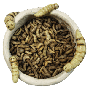 Live Larvae