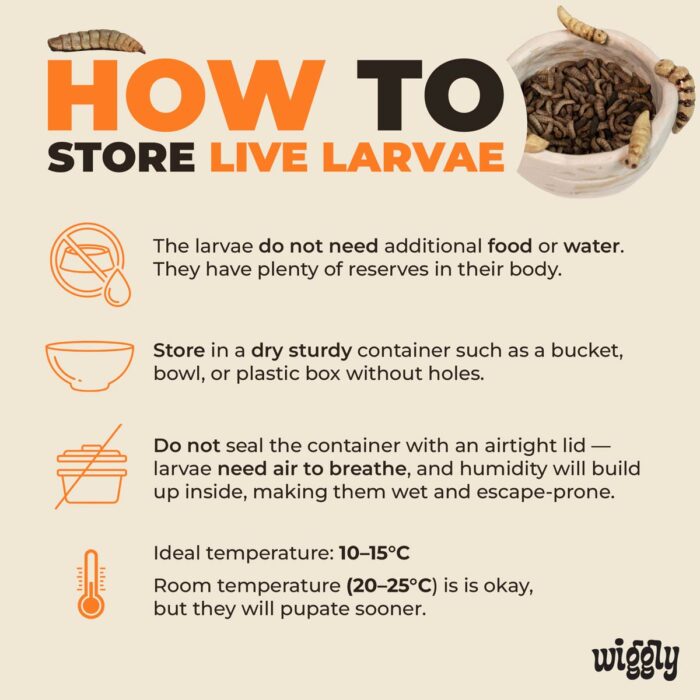 Live Larvae - Image 6