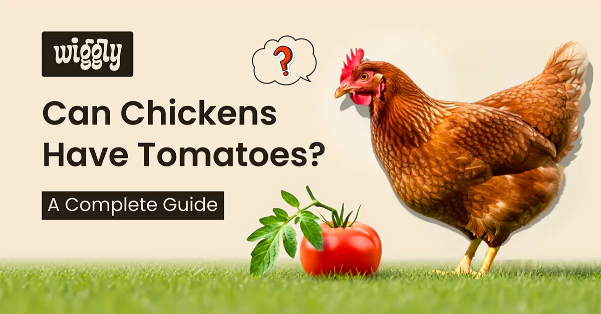 Brown chicken standing beside a ripe red tomato on green grass – guide to whether chickens can eat tomatoes safely.