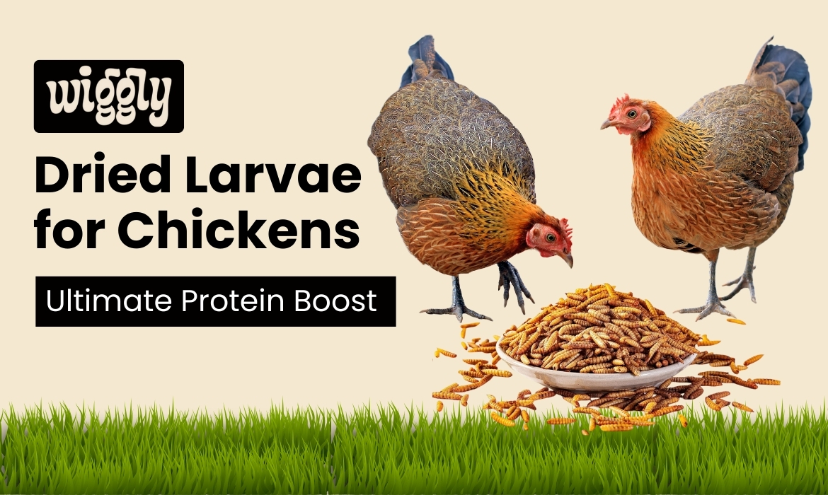 Chickens eating dried larvae protein boost feed from WigglyFeed – natural nutrition for poultry
